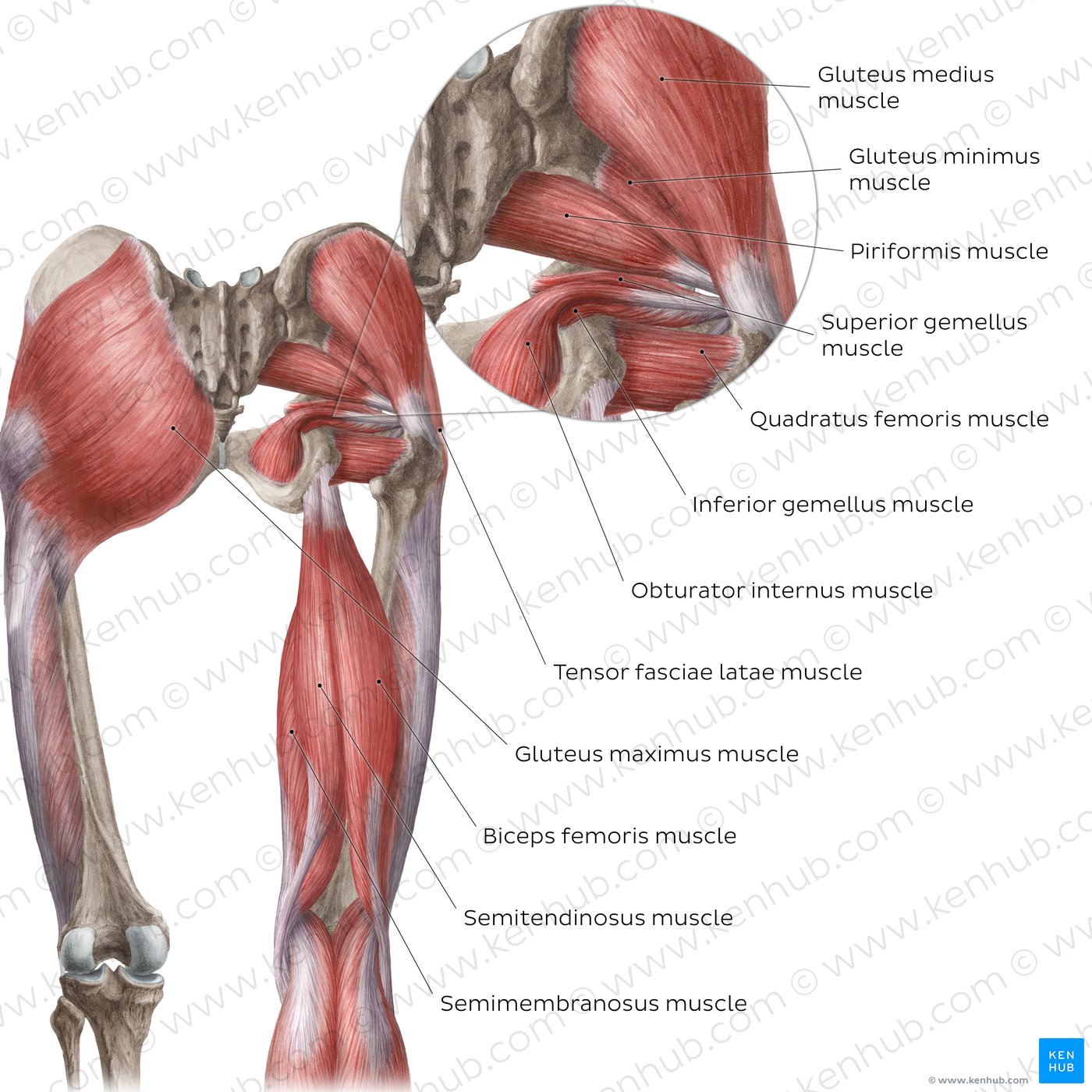 81 Muscle Labeling Worksheets Pdf 42