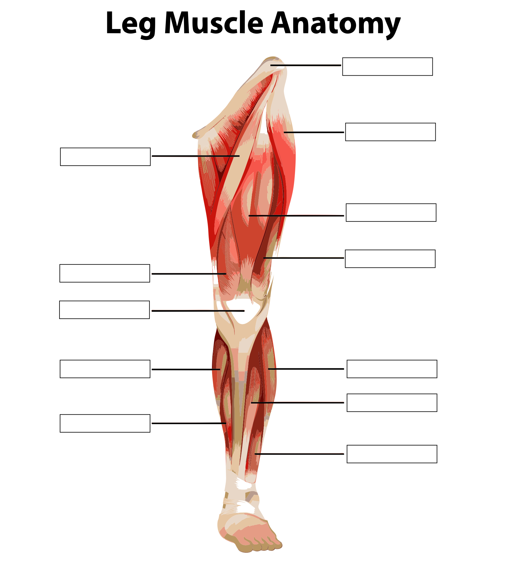 81 Muscle Labeling Worksheets Pdf 46