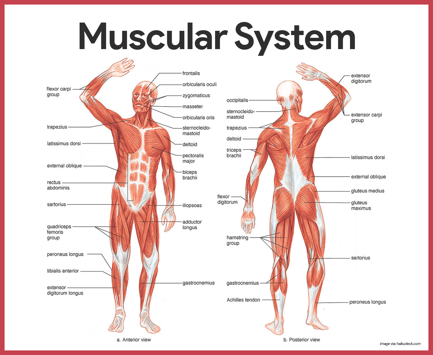 81 Muscle Labeling Worksheets Pdf 49