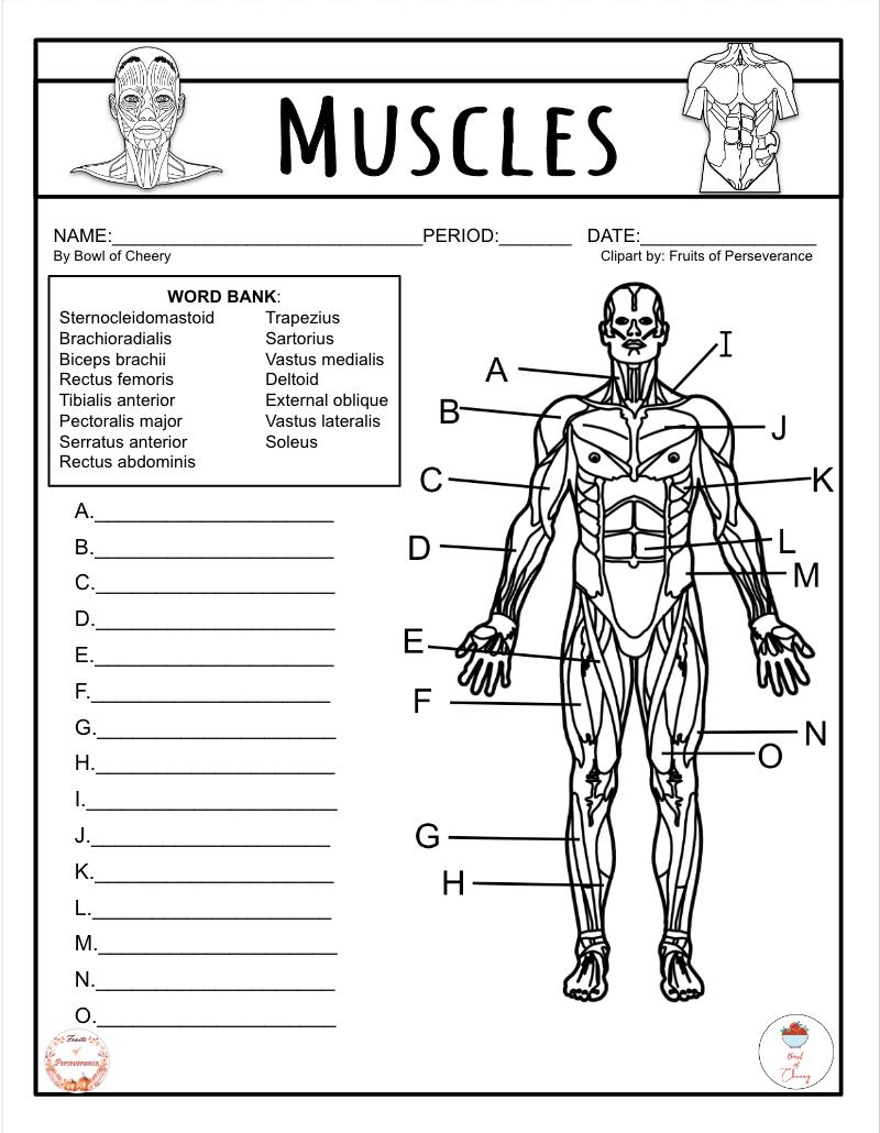 81 Muscle Labeling Worksheets Pdf 50