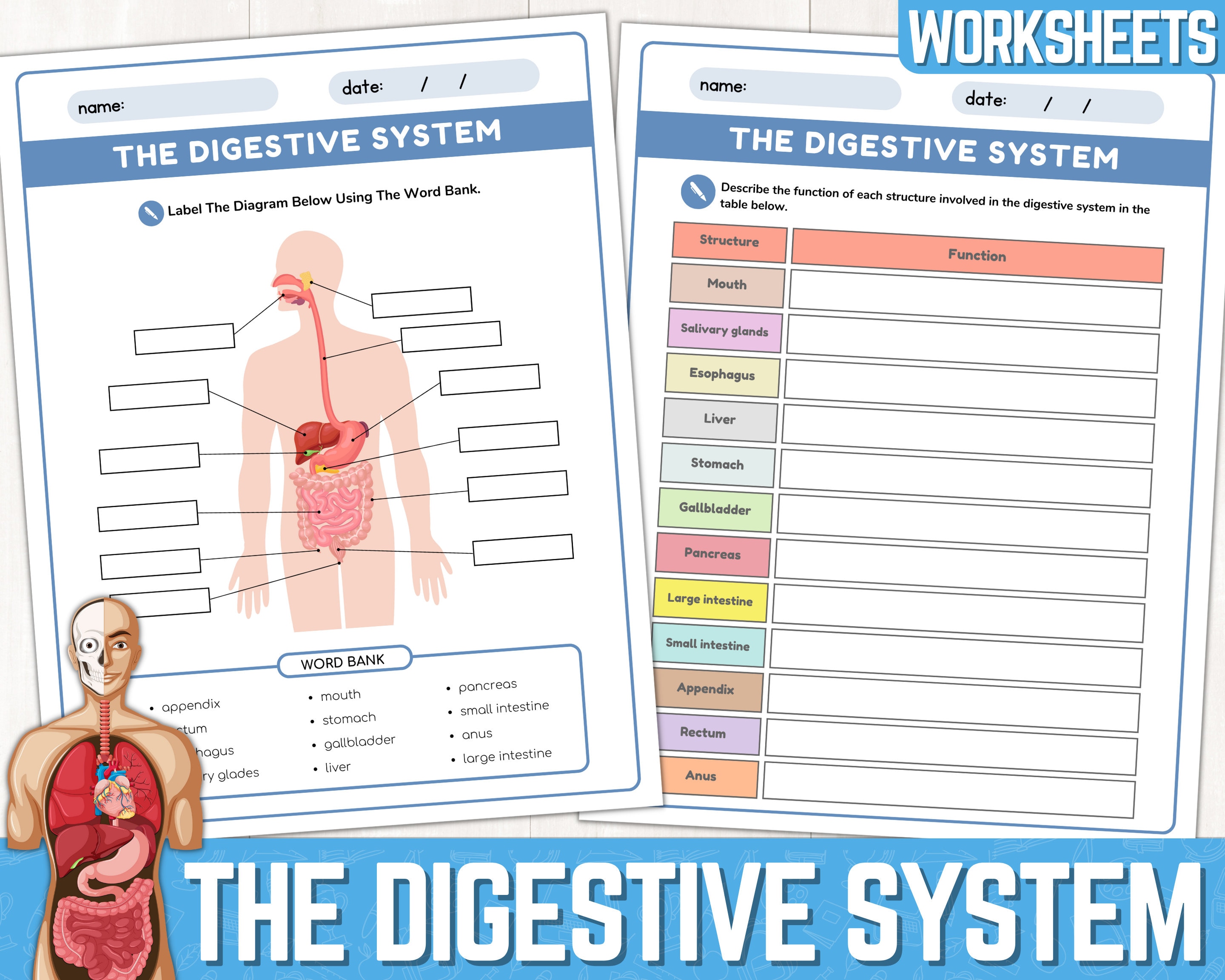 81 Muscle Labeling Worksheets Pdf 51