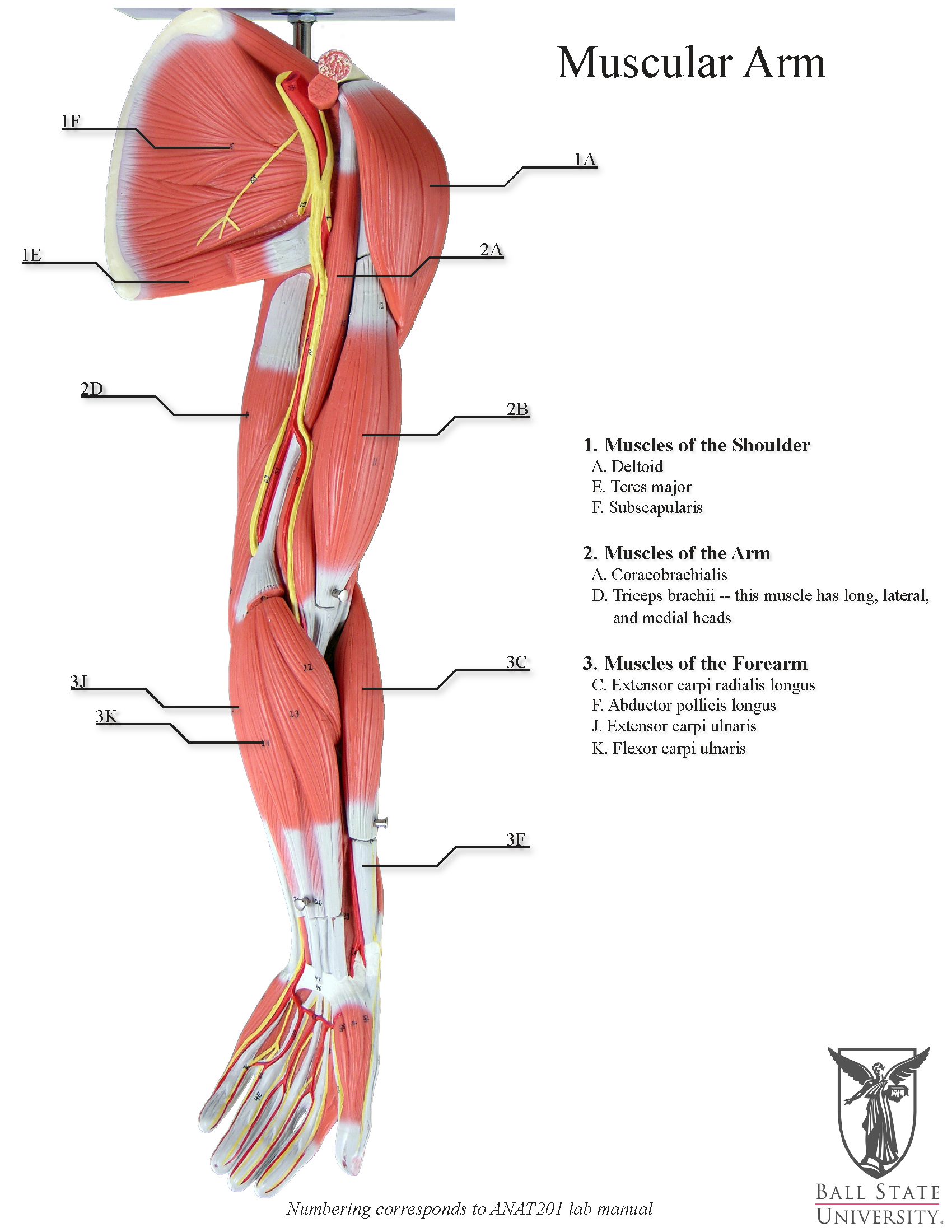 81 Muscle Labeling Worksheets Pdf 54