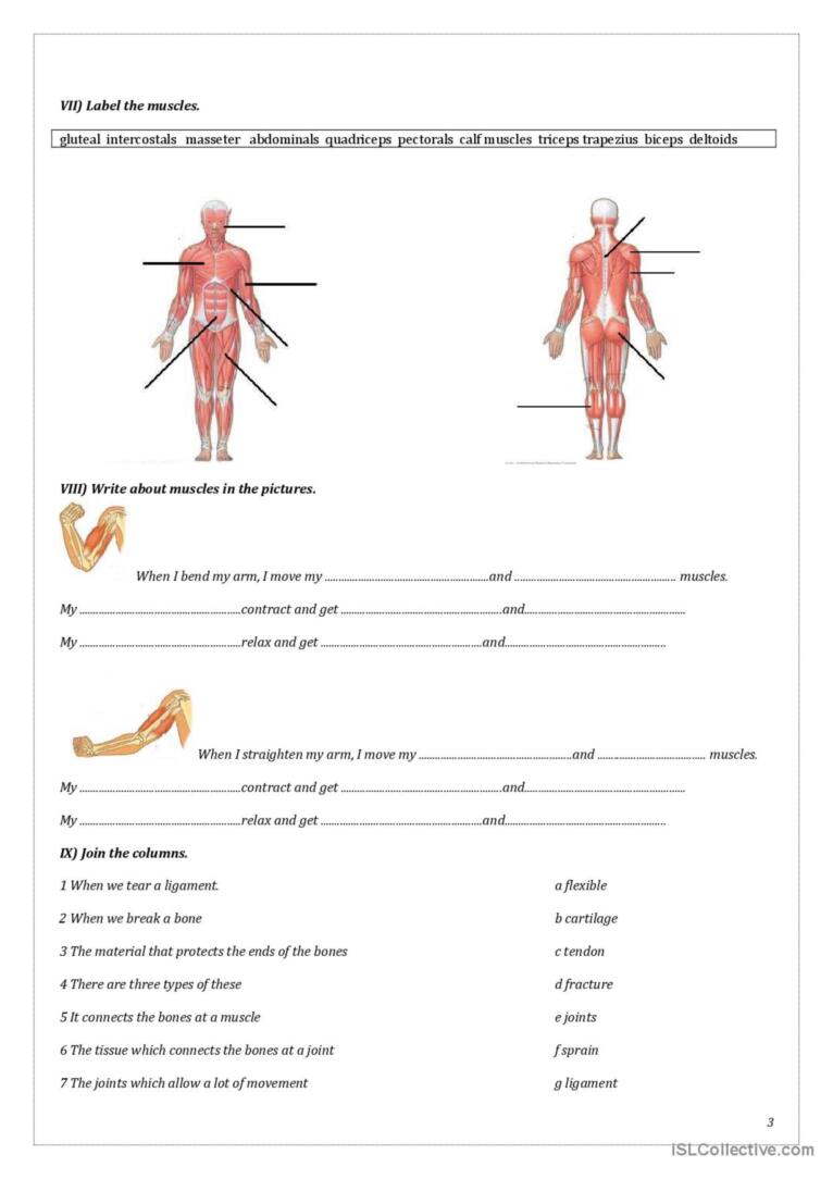 81 Muscle Labeling Worksheets Pdf 59