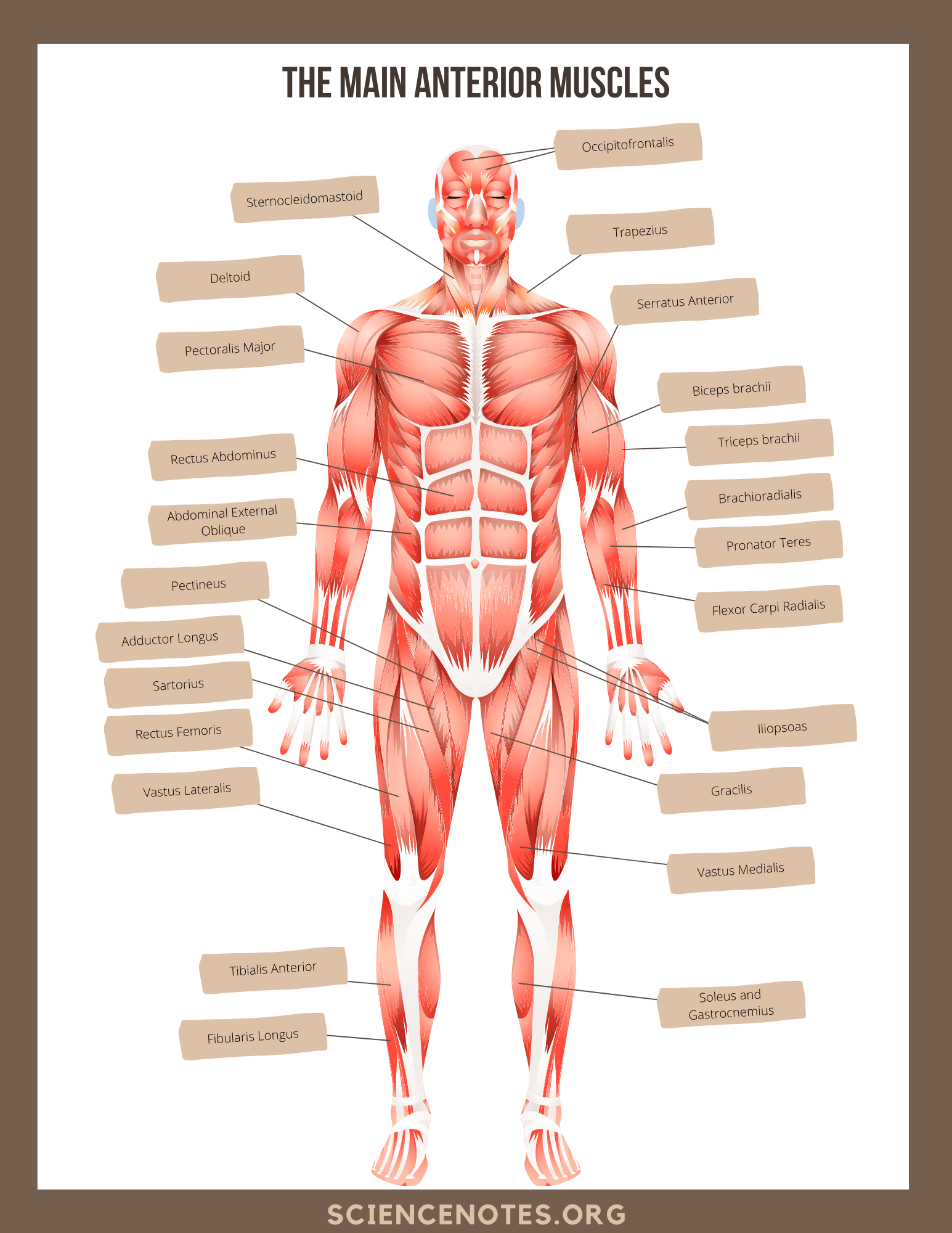 81 Muscle Labeling Worksheets Pdf 6