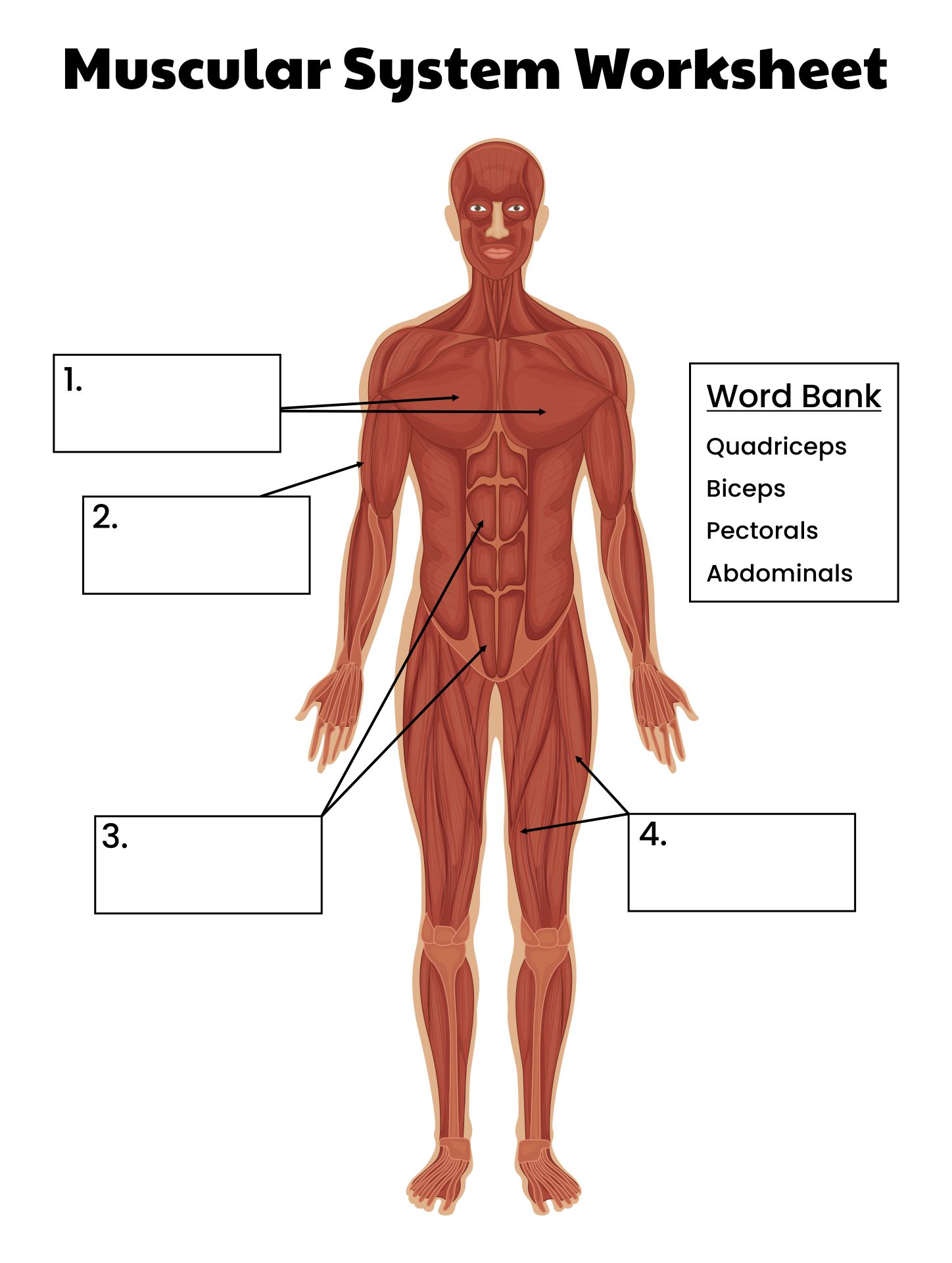 81 Muscle Labeling Worksheets Pdf 61