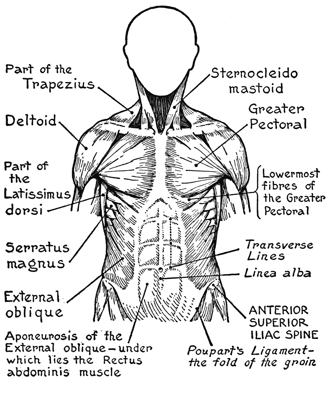 81 Muscle Labeling Worksheets Pdf 62