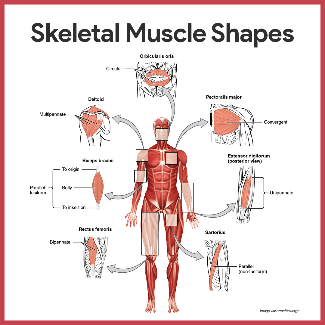 81 Muscle Labeling Worksheets Pdf 64