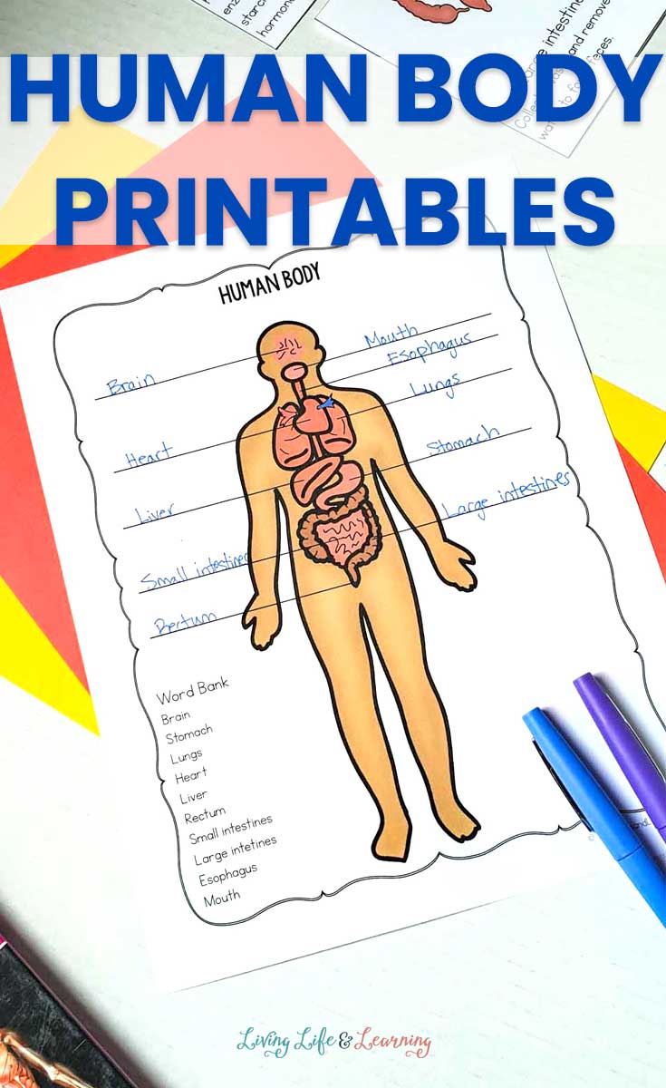 81 Muscle Labeling Worksheets Pdf 65