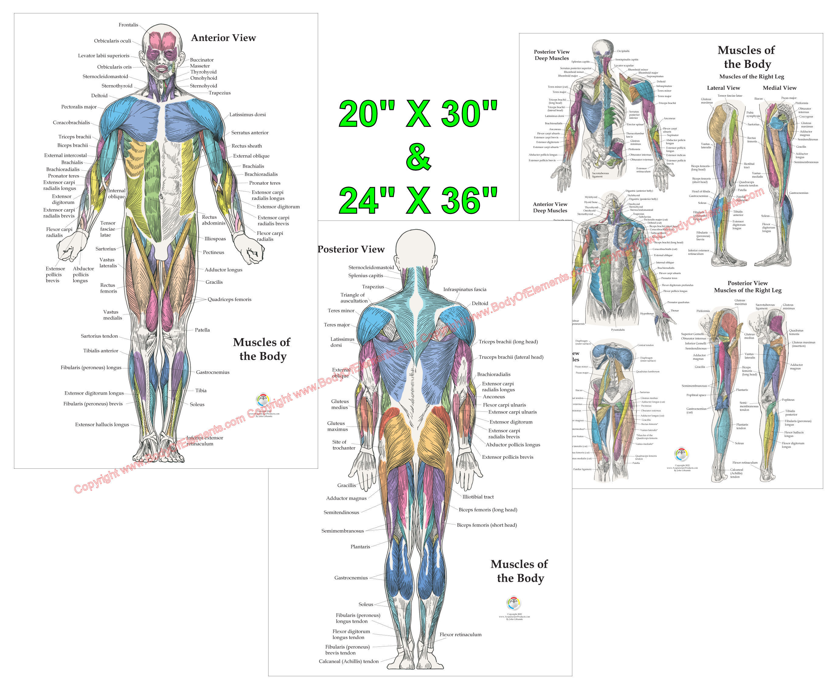 81 Muscle Labeling Worksheets Pdf 68