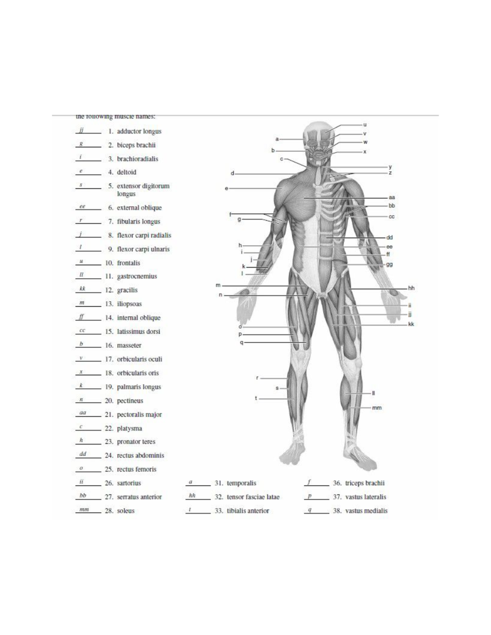 81 Muscle Labeling Worksheets Pdf 7