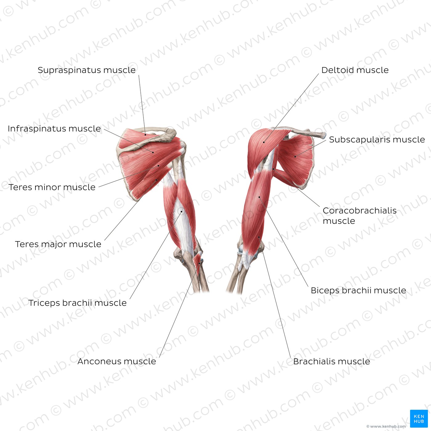 81 Muscle Labeling Worksheets Pdf 70