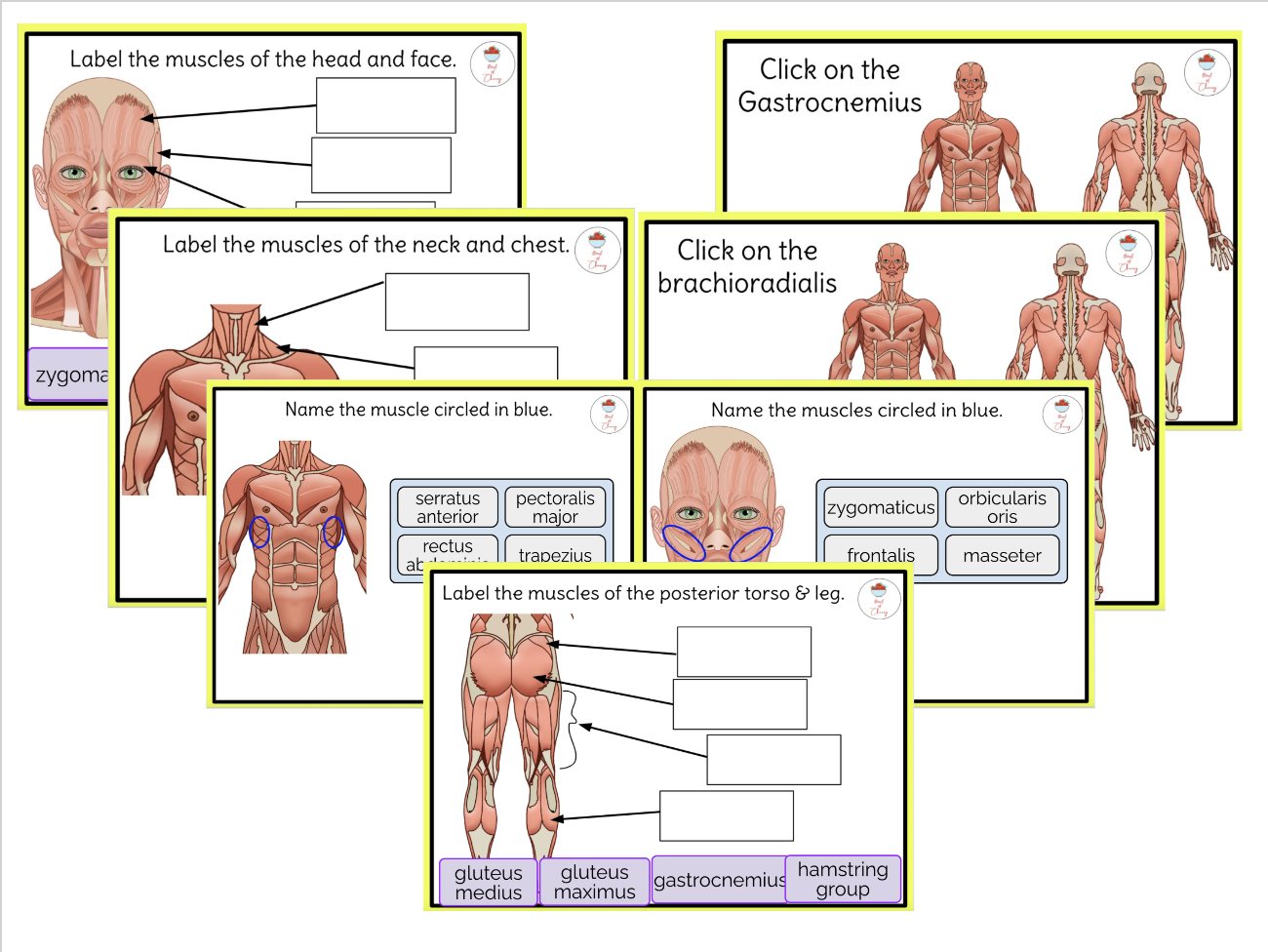 81 Muscle Labeling Worksheets Pdf 71