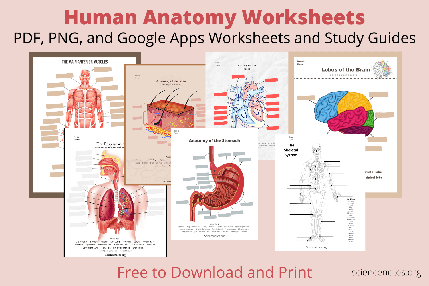 81 Muscle Labeling Worksheets Pdf 73