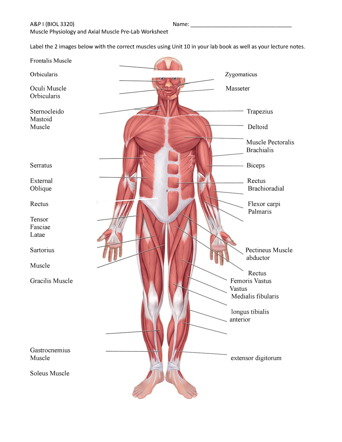 81 Muscle Labeling Worksheets Pdf 74