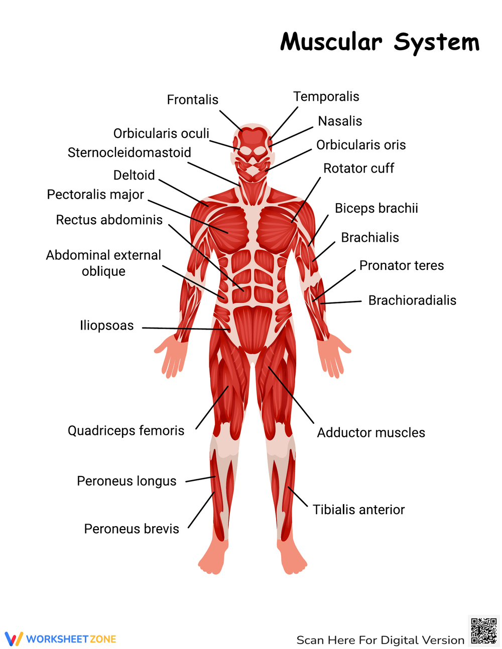 81 Muscle Labeling Worksheets Pdf 78