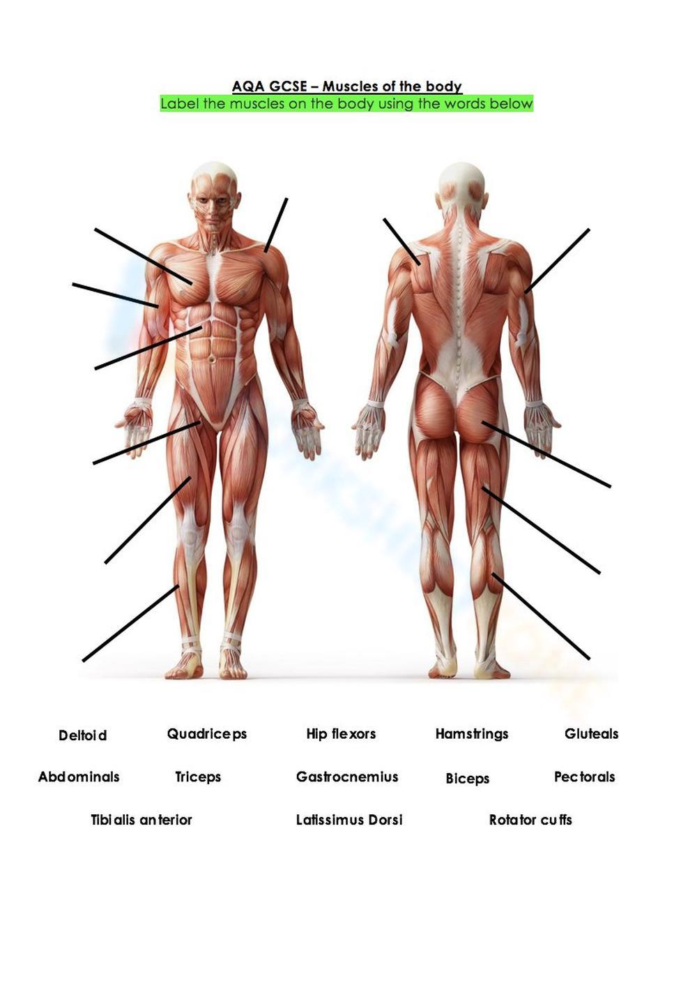 81 Muscle Labeling Worksheets Pdf 8