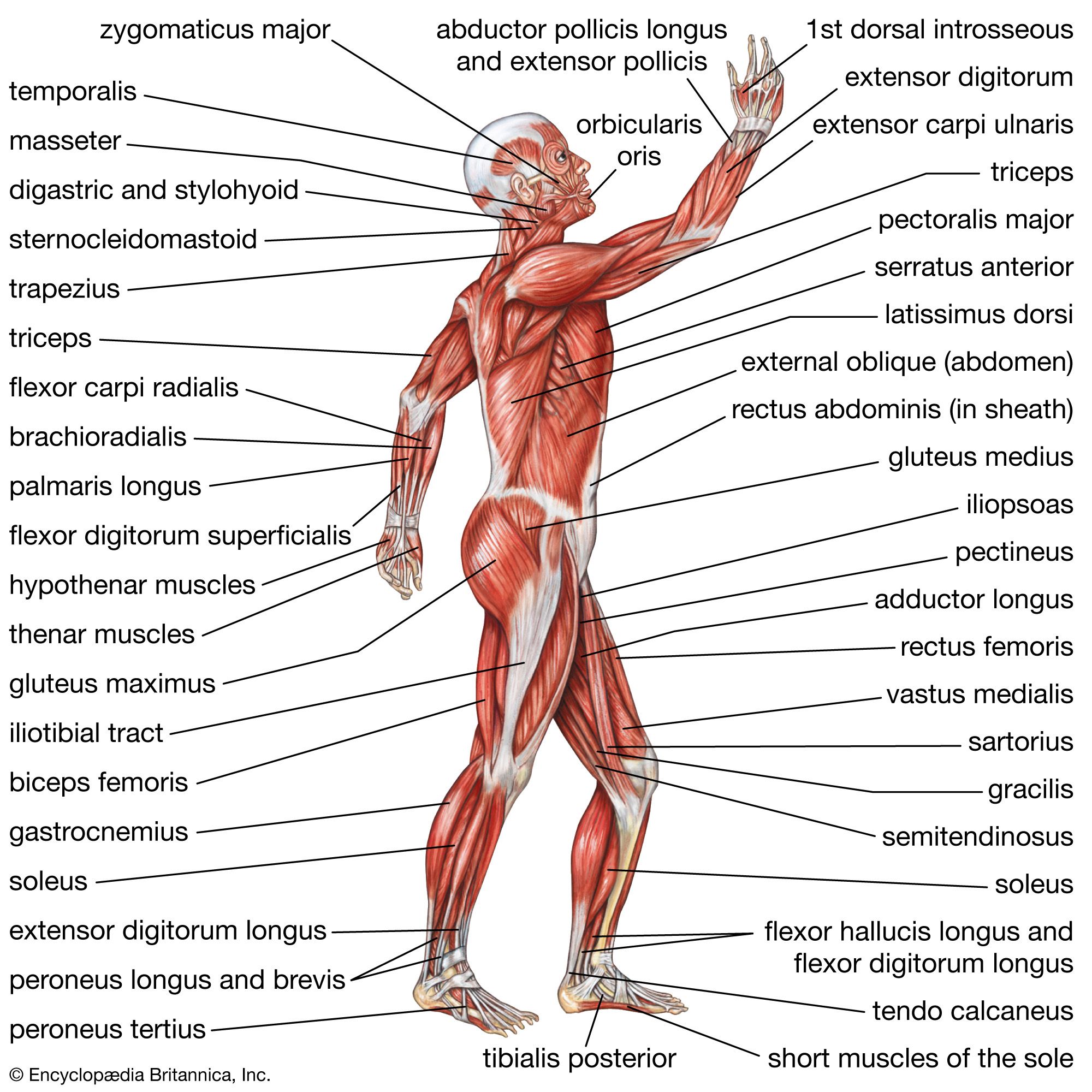 81 Muscle Labeling Worksheets Pdf 80