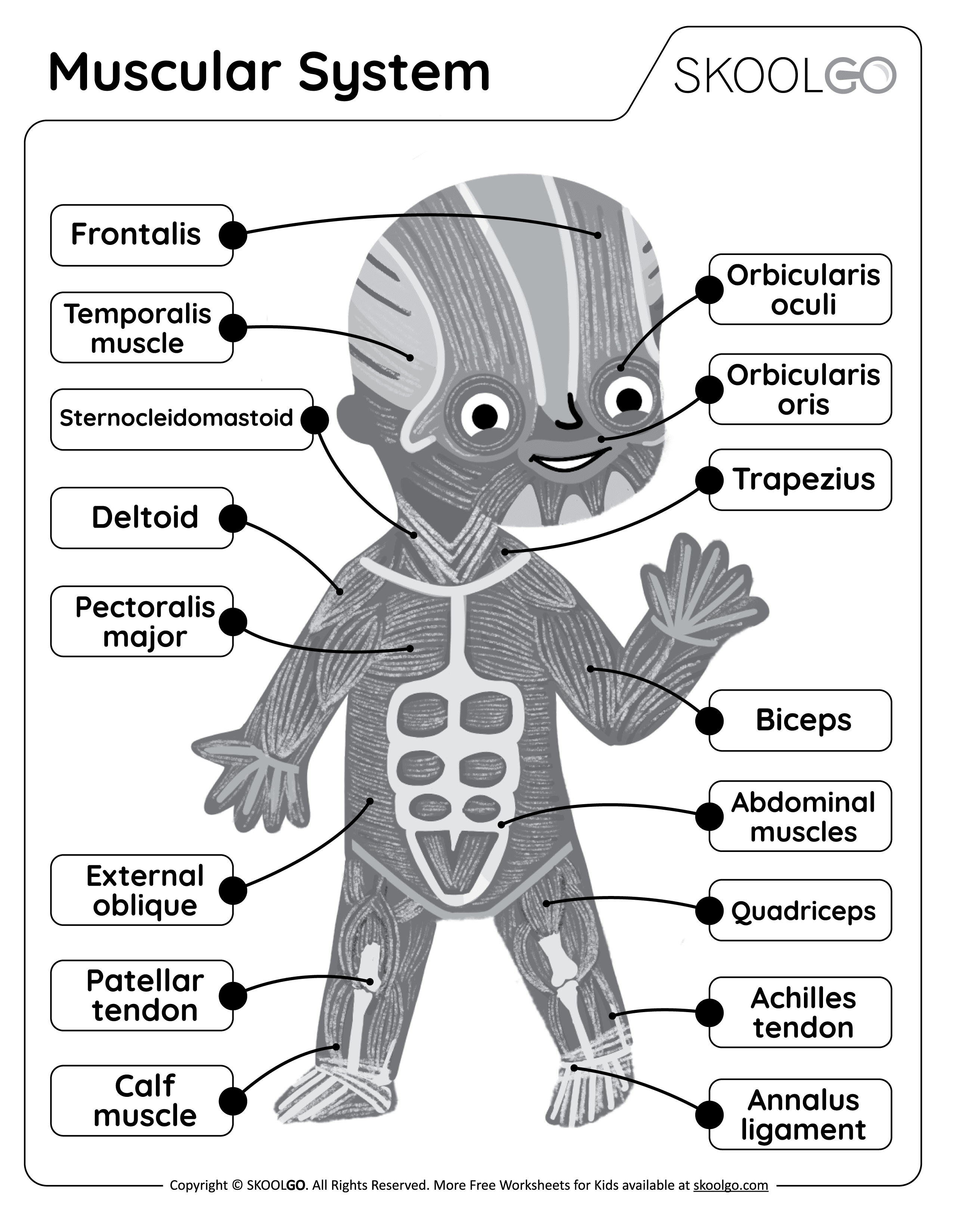 81 Muscle Labeling Worksheets Pdf 82