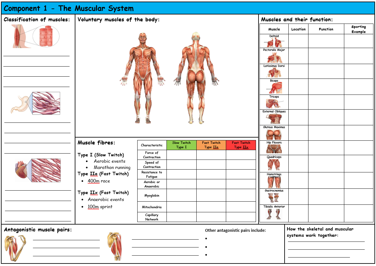 81 Muscle Labeling Worksheets Pdf 84