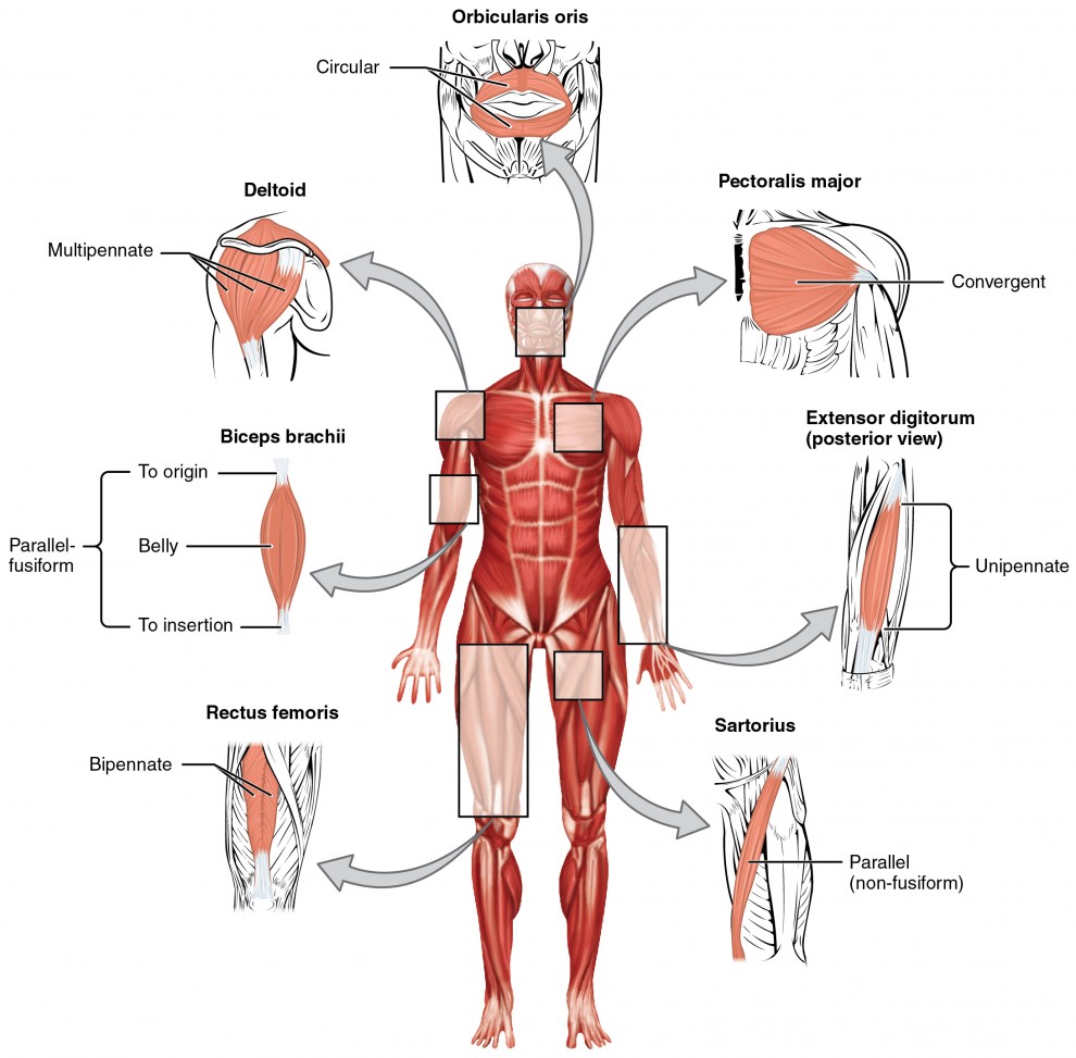 81 Muscle Labeling Worksheets Pdf 86