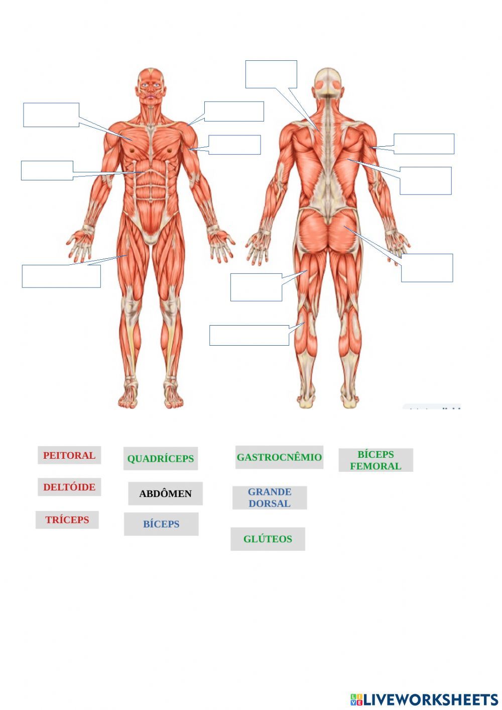 81 Muscle Labeling Worksheets Pdf 88