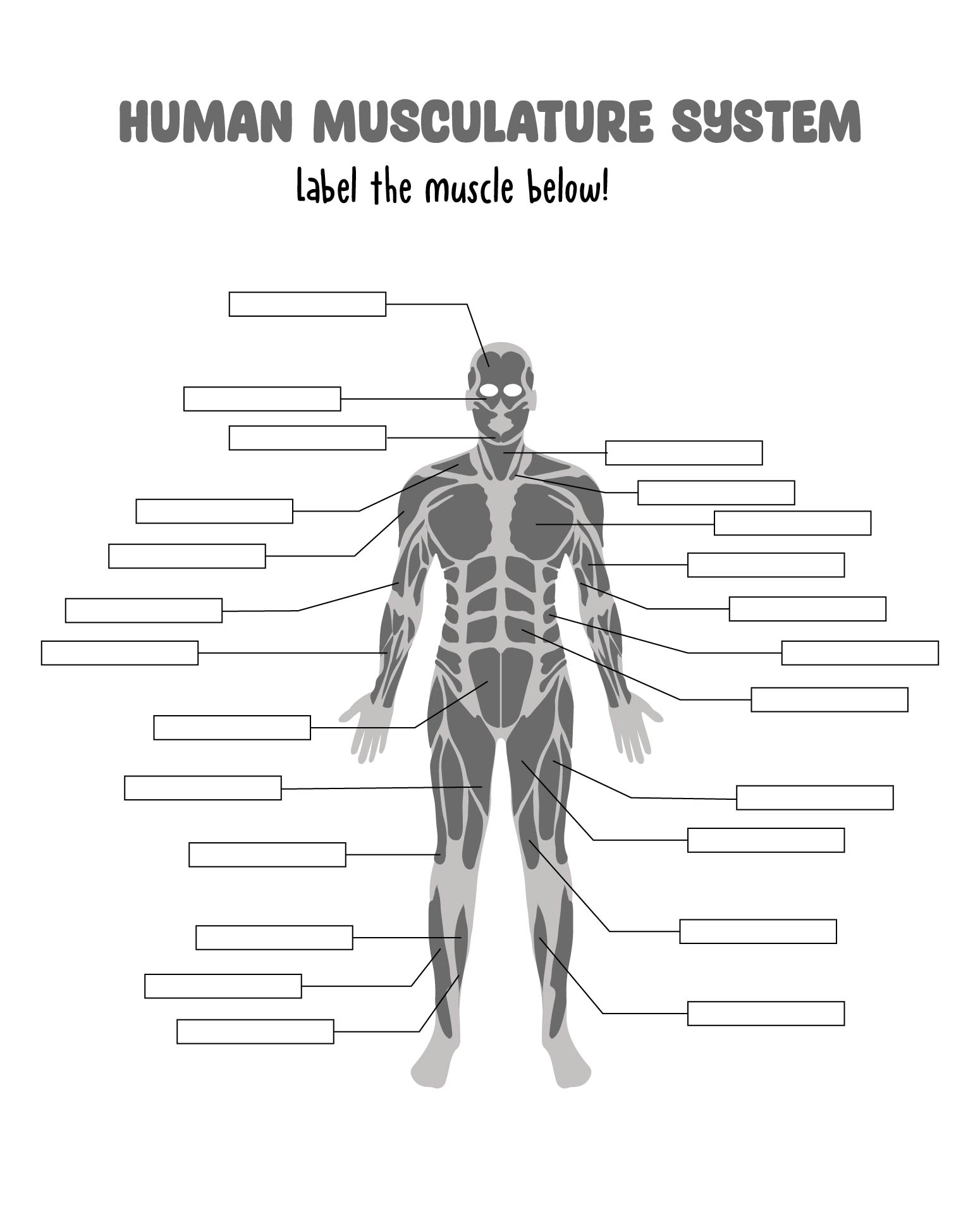 81 Muscle Labeling Worksheets Pdf 89