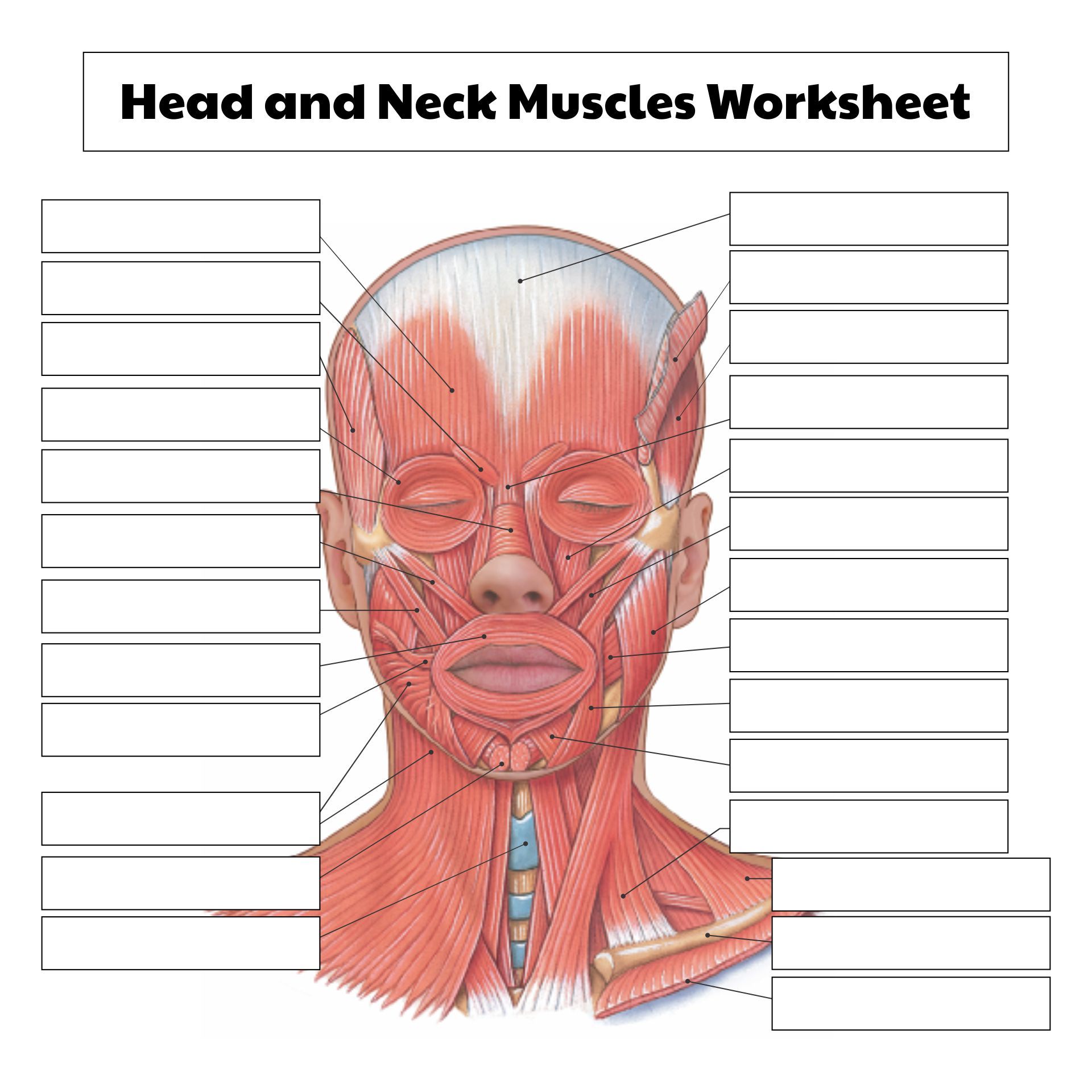 81 Muscle Labeling Worksheets Pdf 9