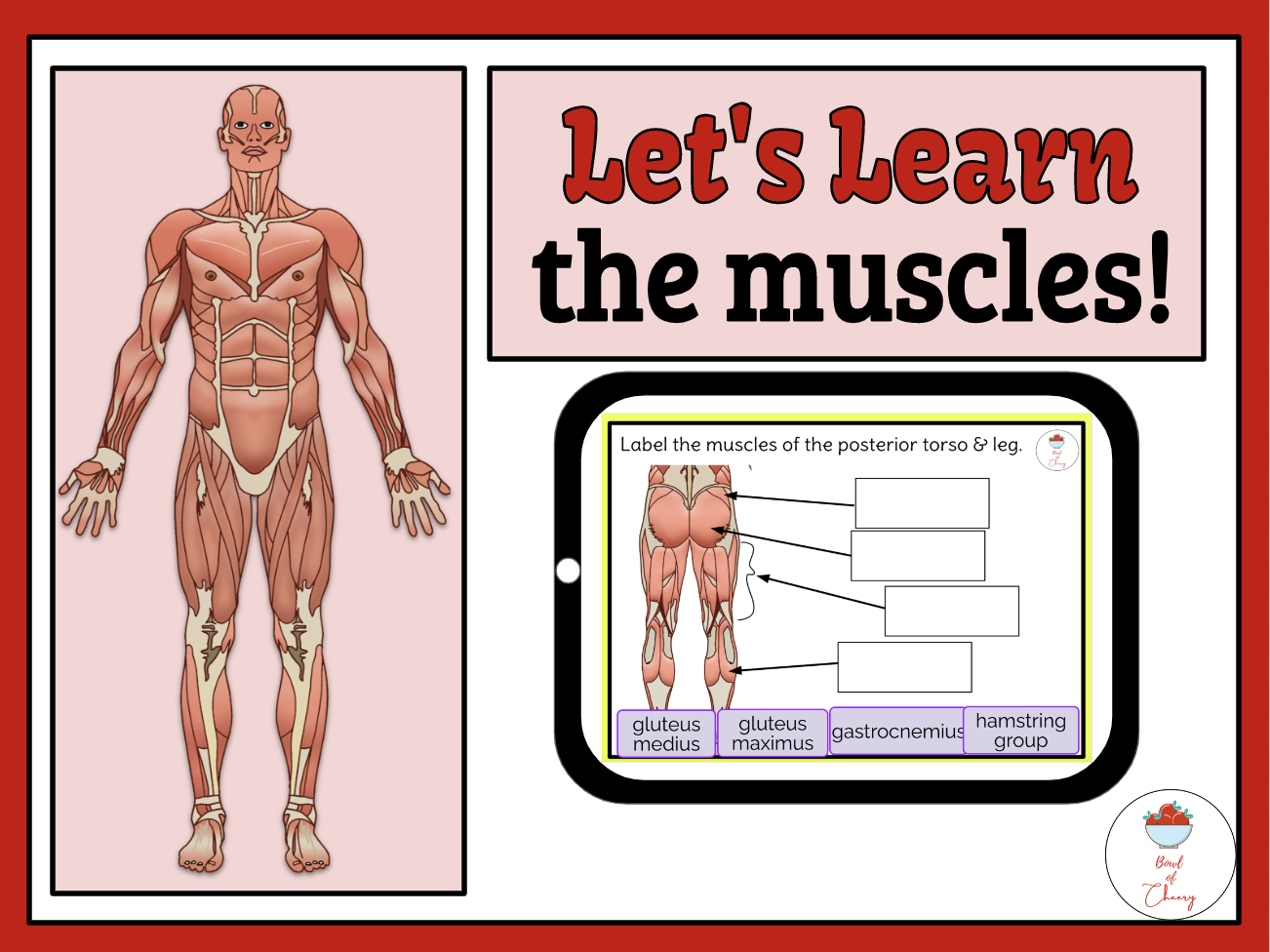 81 Muscle Labeling Worksheets Pdf 90