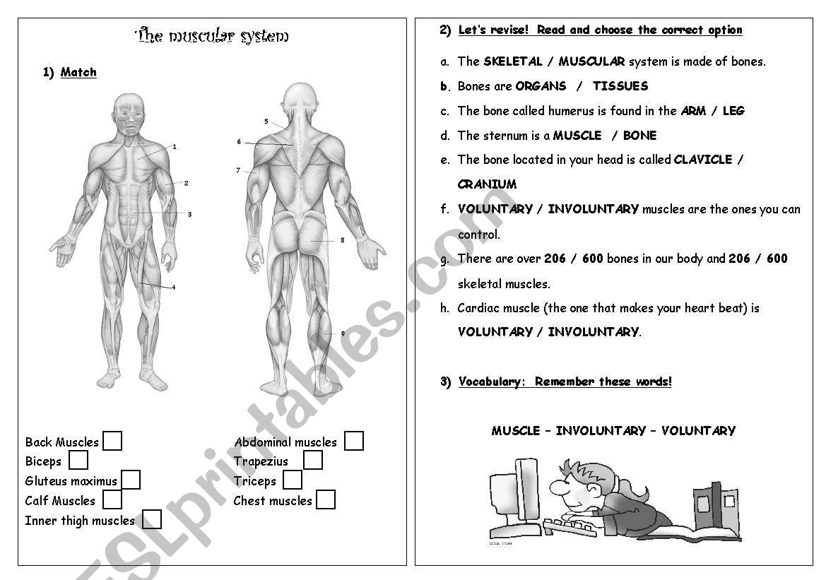 81 Muscle Labeling Worksheets Pdf 91