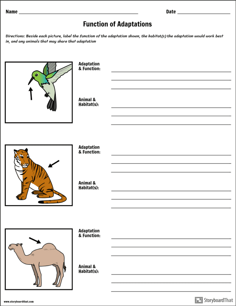 80 Adaptations In Animals Worksheets 10