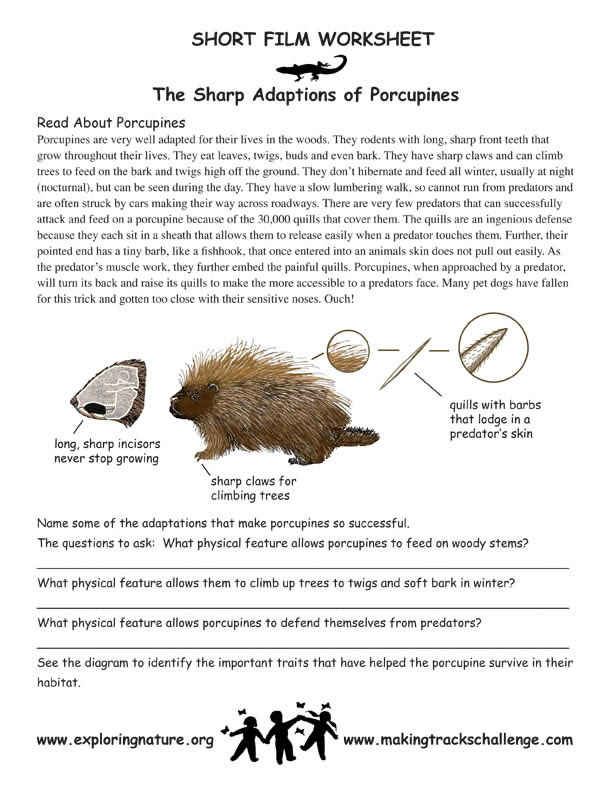 80 Adaptations In Animals Worksheets 13