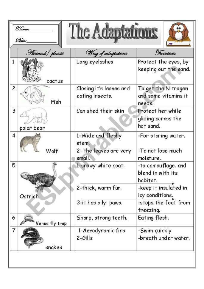 80 Adaptations In Animals Worksheets 16