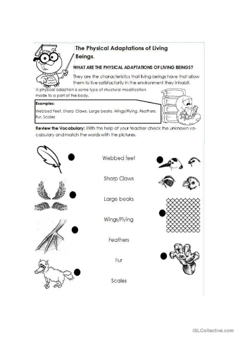 80 Adaptations In Animals Worksheets 32