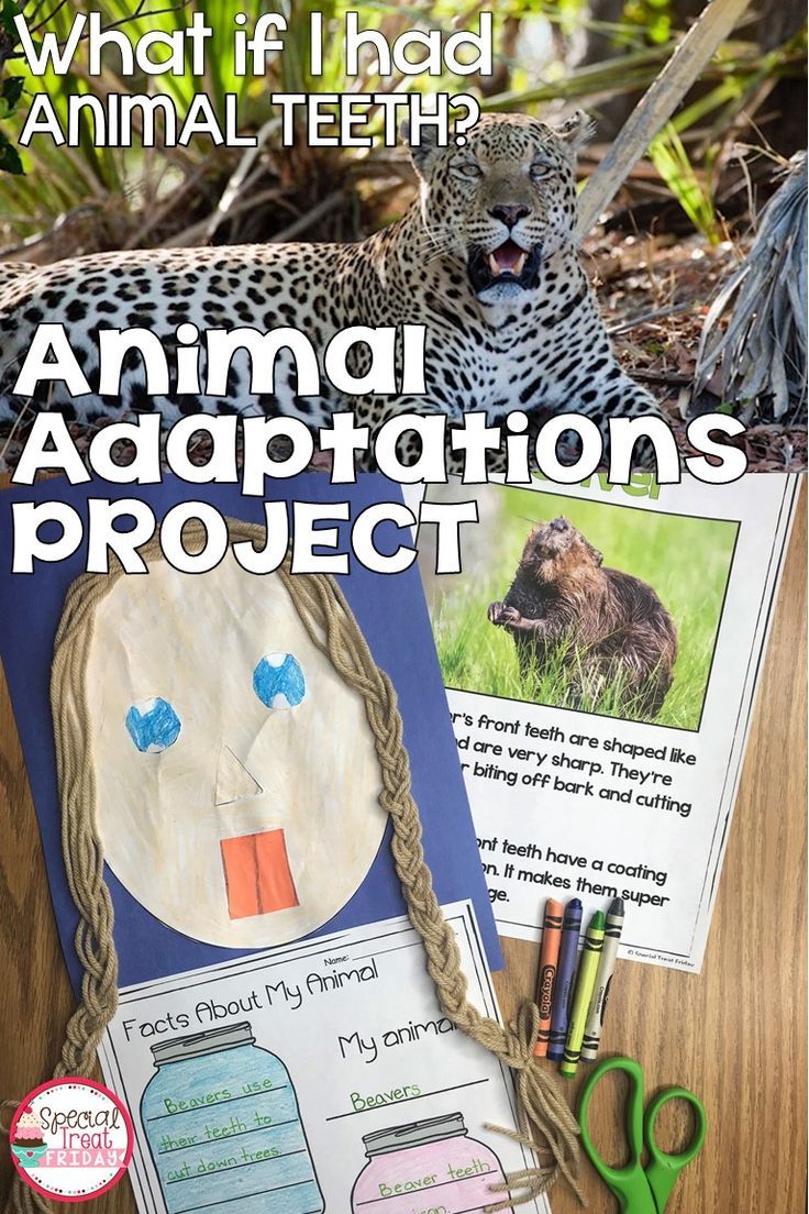 80 Adaptations In Animals Worksheets 35