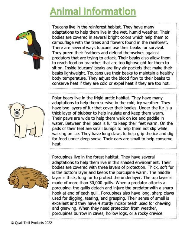 80 Adaptations In Animals Worksheets 42