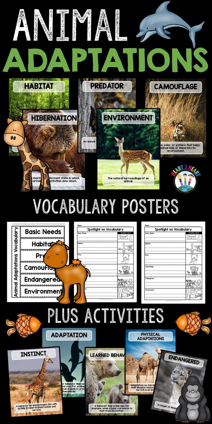 80 Adaptations In Animals Worksheets 43