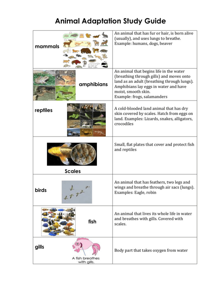 80 Adaptations In Animals Worksheets 47