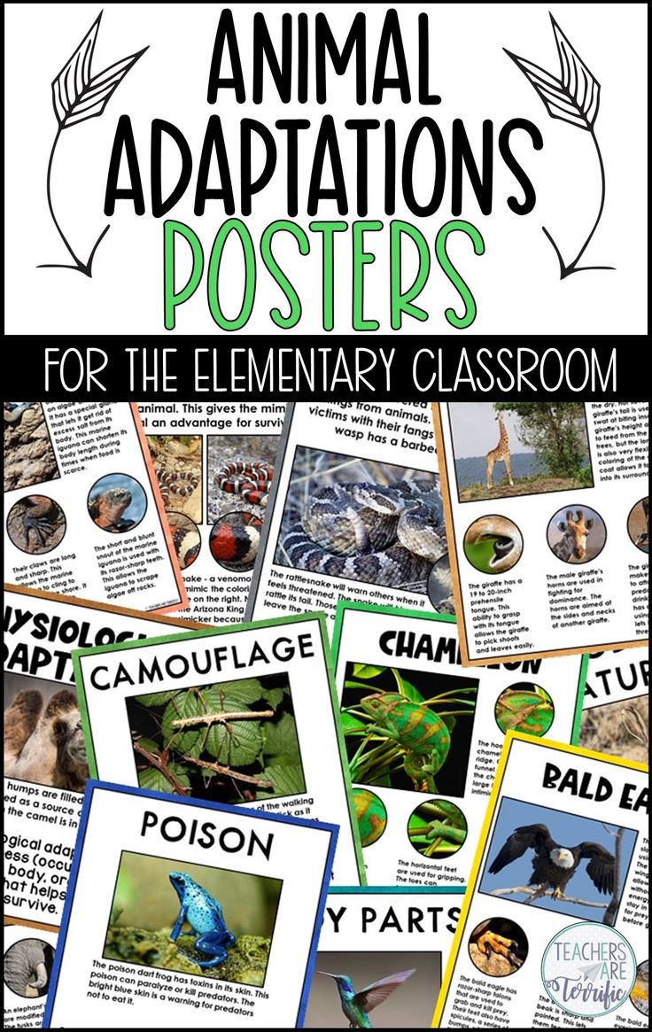 80 Adaptations In Animals Worksheets 54