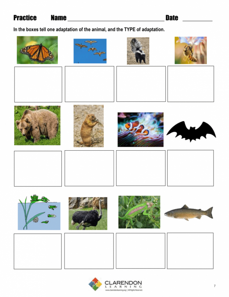 80 Adaptations In Animals Worksheets 55