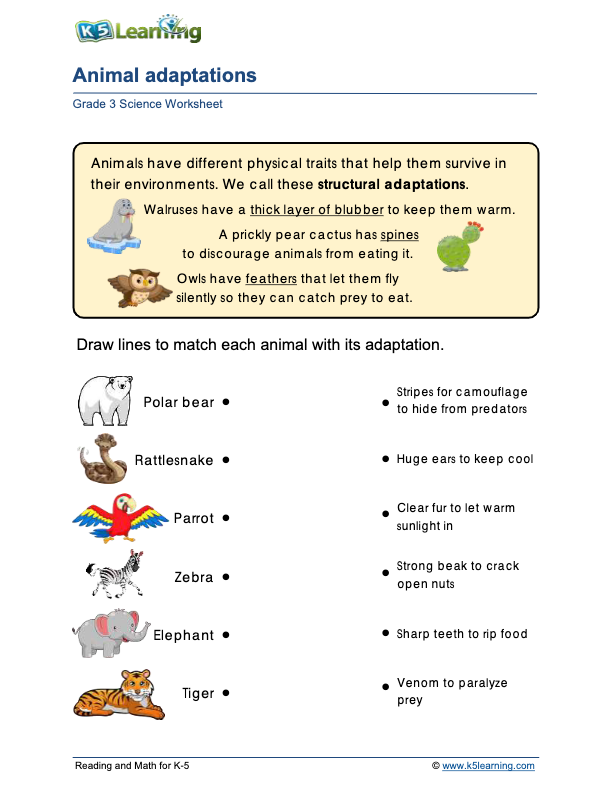 80 Adaptations In Animals Worksheets 57