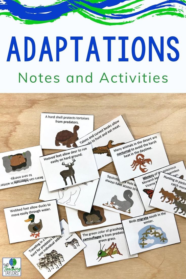 80 Adaptations In Animals Worksheets 61