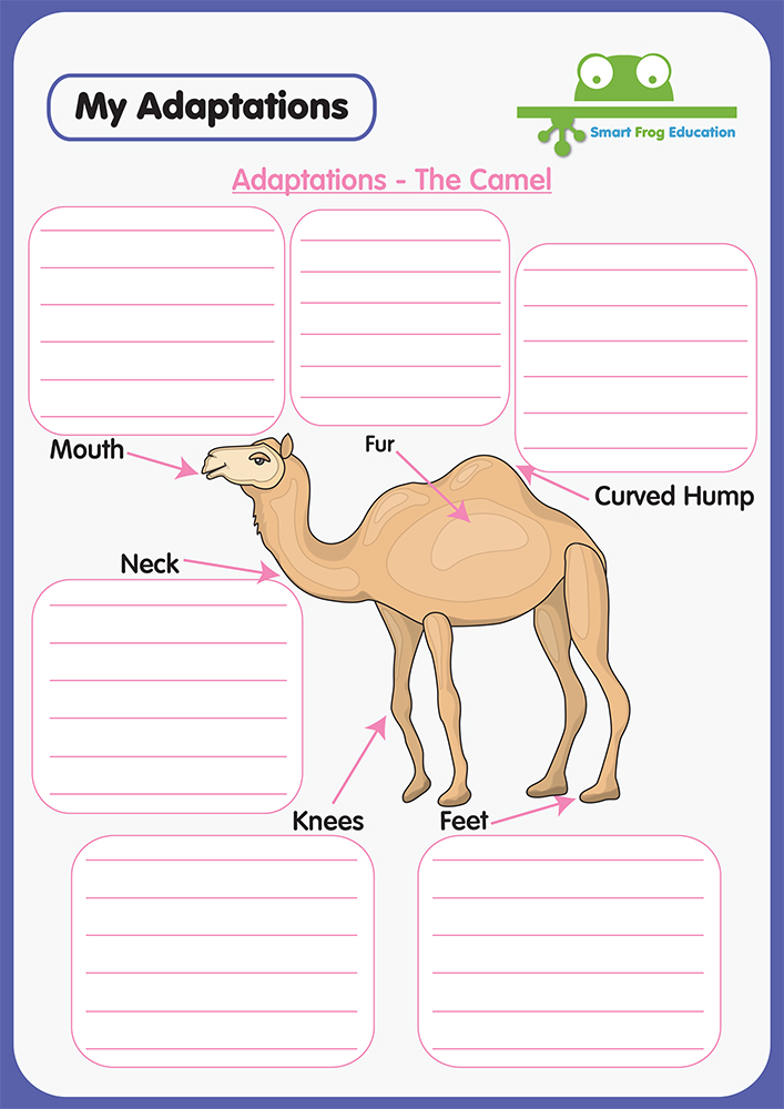 80 Adaptations In Animals Worksheets 65