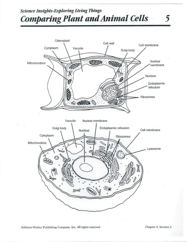 80 Printable Superstar Worksheets Plant Cell 11