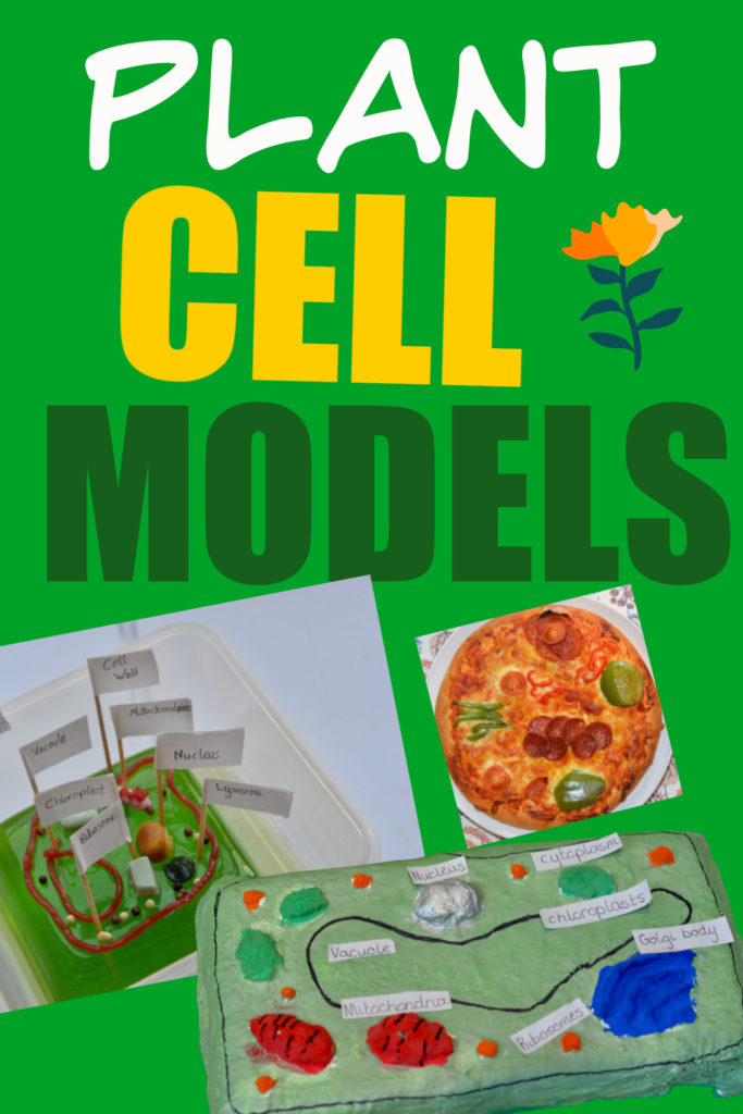 80 Printable Superstar Worksheets Plant Cell 13