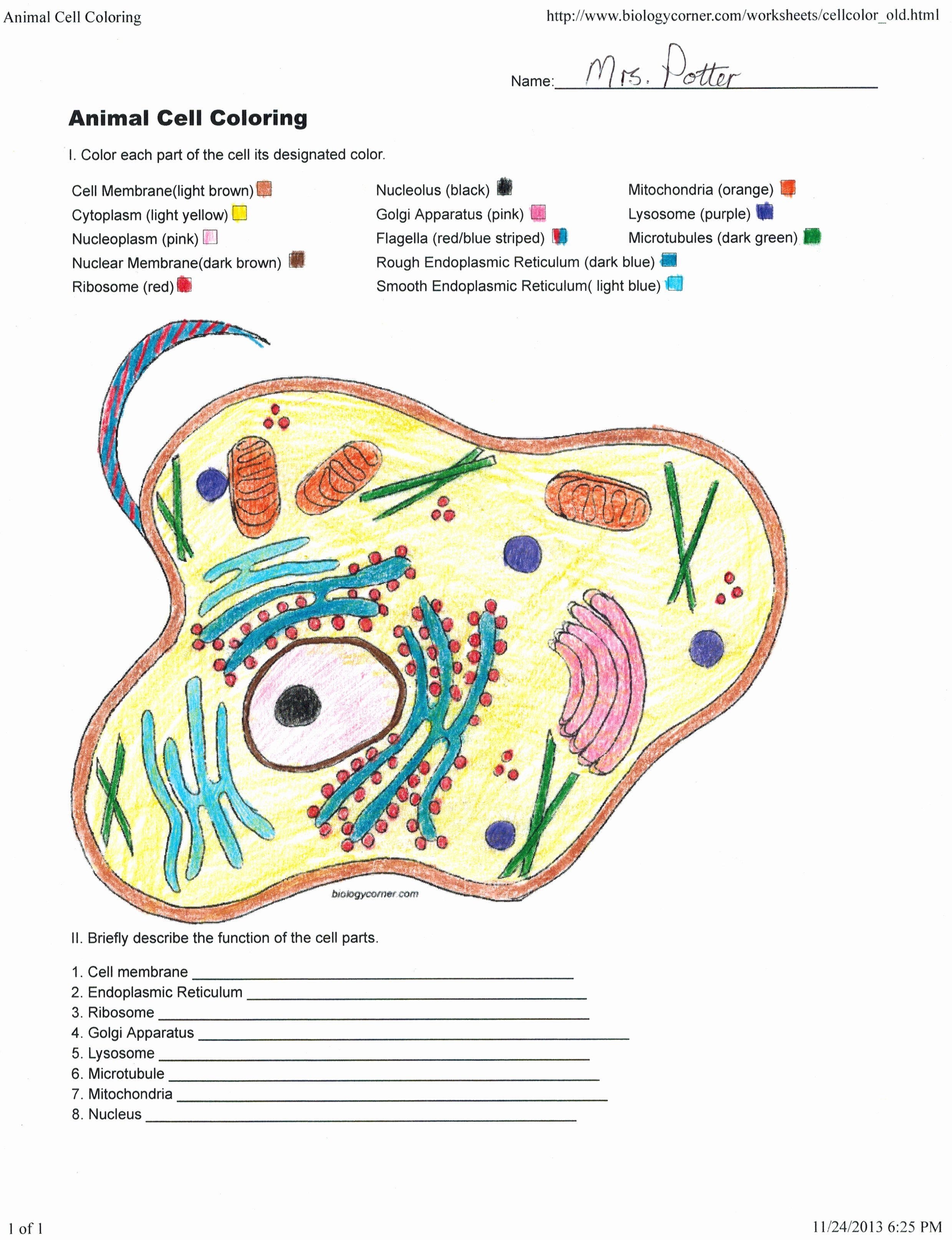 80 Printable Superstar Worksheets Plant Cell 14