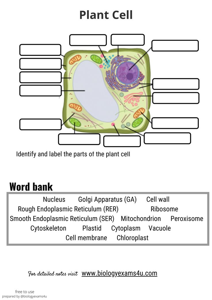 80 Printable Superstar Worksheets Plant Cell 15