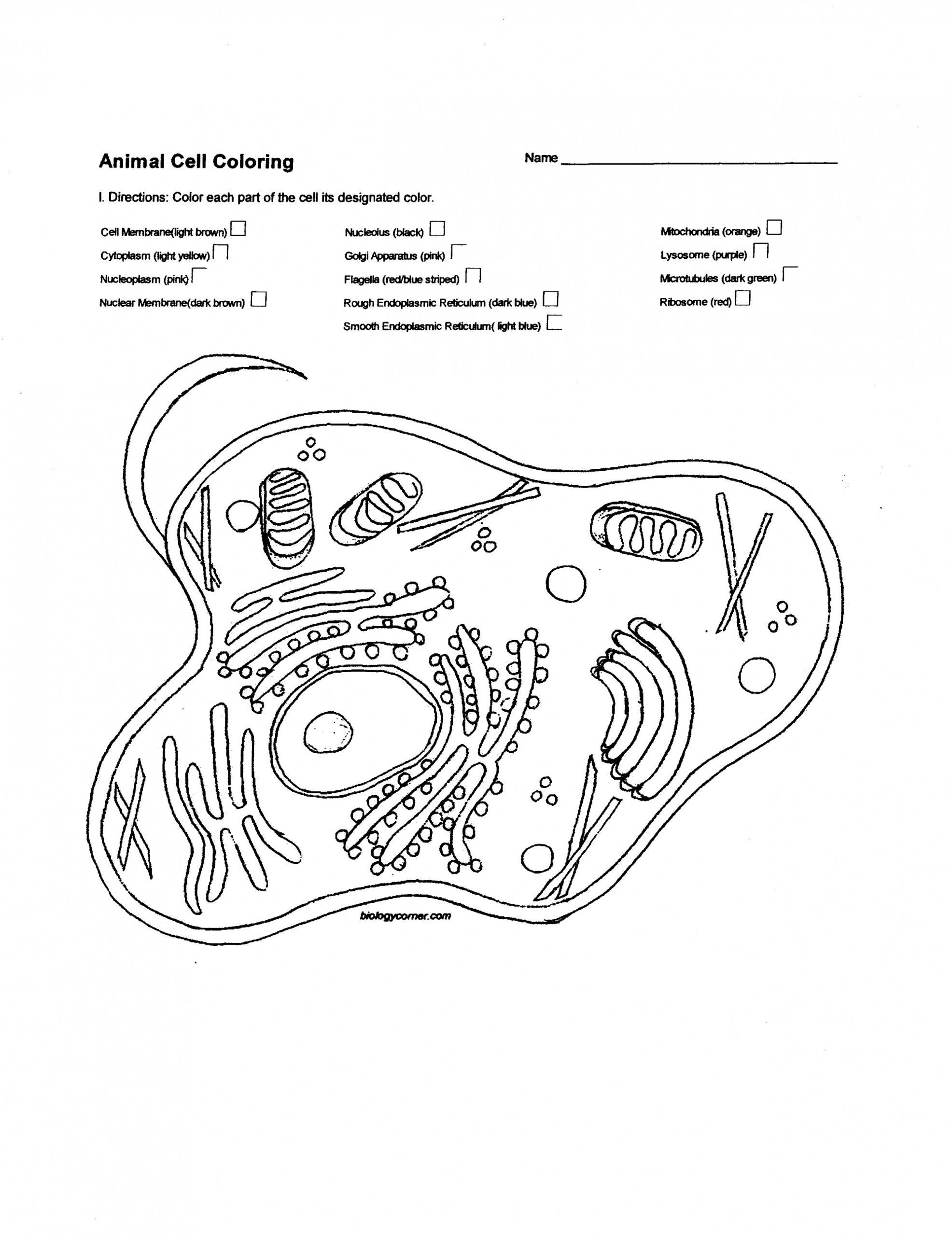 80 Printable Superstar Worksheets Plant Cell 16