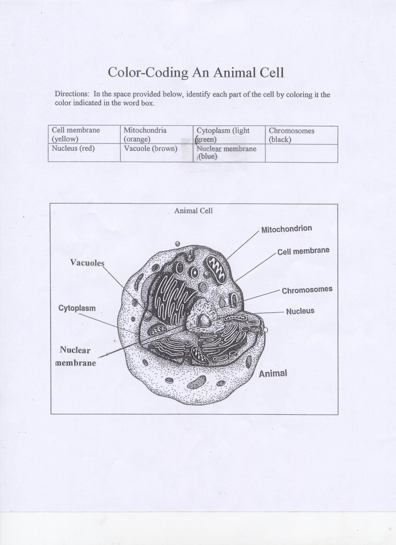 80 Printable Superstar Worksheets Plant Cell 17