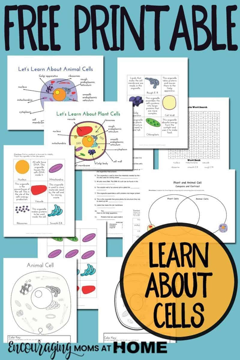 80 Printable Superstar Worksheets Plant Cell 19