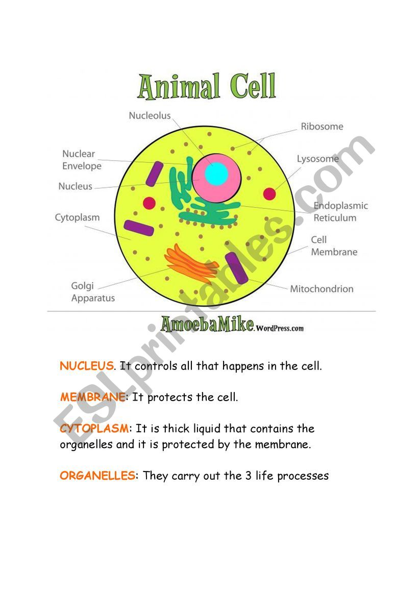 80 Printable Superstar Worksheets Plant Cell 21